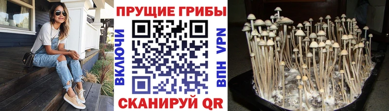 Галлюциногенные грибы MAGIC MUSHROOMS  Дятьково 