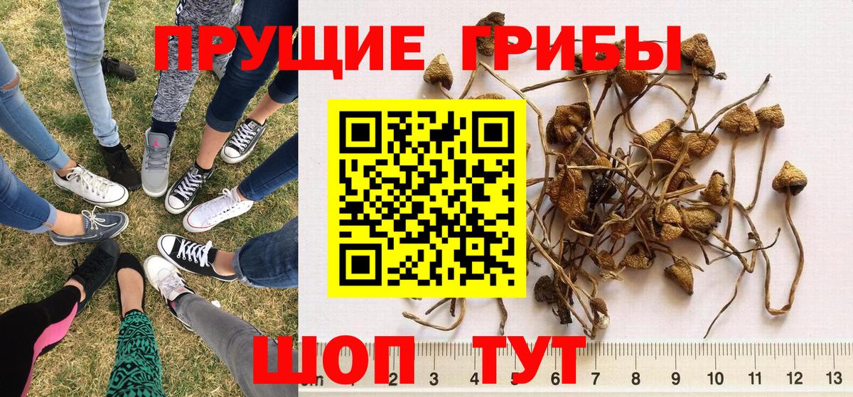 Галлюциногенные грибы Cubensis Дятьково